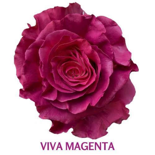 Viva Magenta