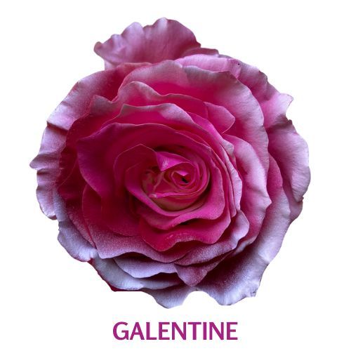 Galentine