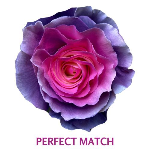 Perfect Match