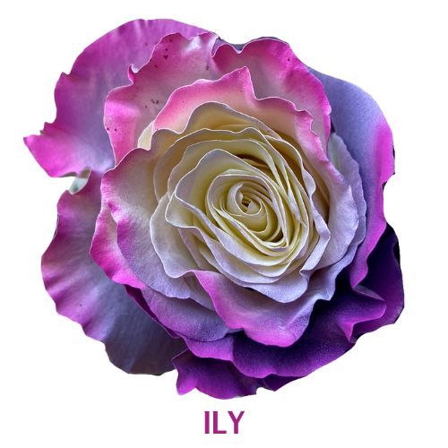 Ily
