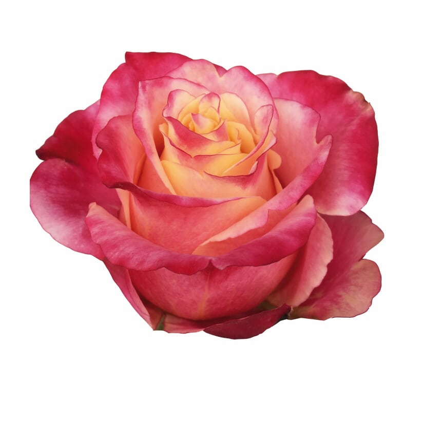 Roses – Zoom Roses