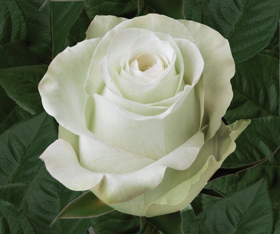 Roses – Zoom Roses