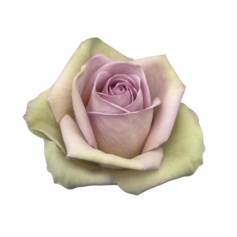 その他 rose Crazy Love™ Sunbelt® Grandiflora Rose | Jackson & Perkins